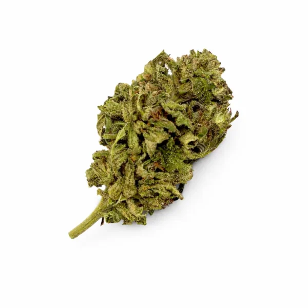 Fleur CBD Cheese cultivée en greenhouse, tête dense et compacte aux nuances vert clair, présentation naturelle sur fond blanc.