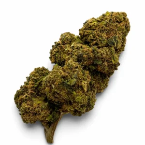 Master Kush D10 – Fleurs enrichies