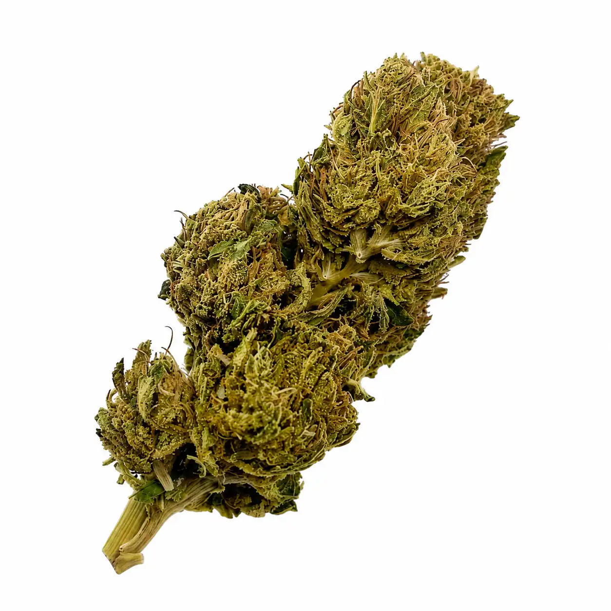 TNT Blueberry – Fleurs CBD/CBN (enrichie) 2 TNT Blueberry, fleur CBD/CBN enrichie au profil fruité et sucré